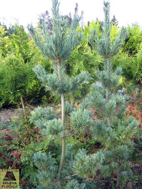 Plavi bor Pinus parviflora 'Glauca'